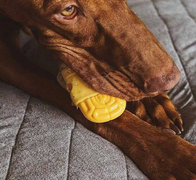 Zee.Dog Brain Dead Dog Toy